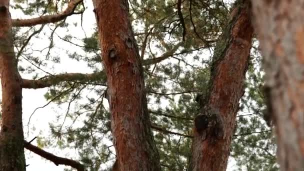 Naturliga tallar skog bakgrund. Lugn plats för rekreation — Stockvideo