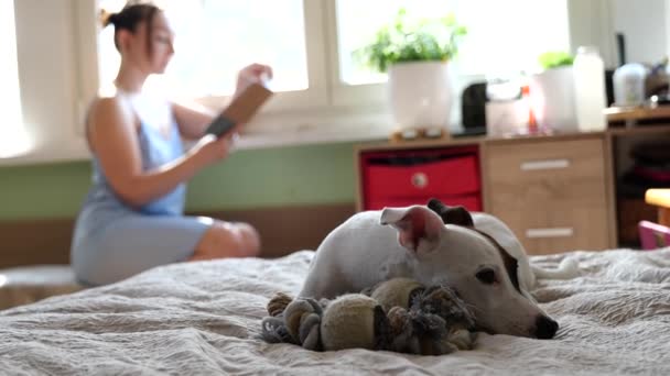 Jack Russell Terrier liegt auf dem Bett — Stockvideo