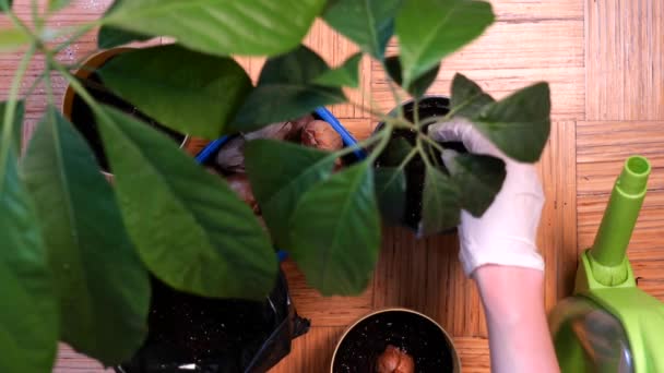 Додавання свіжої землі до рослинного горщика авокадо — стокове відео