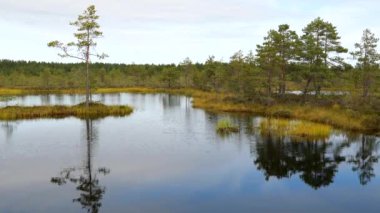Güneşli sonbahar gününde bataklık arazisi manzarası