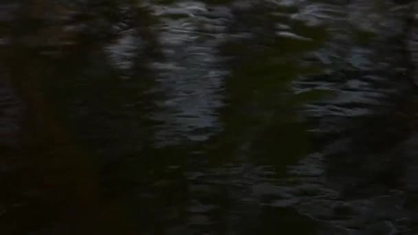 Chico mano toque tranquila superficie de agua de lago tranquilo. Conexión con la naturaleza. — Vídeos de Stock