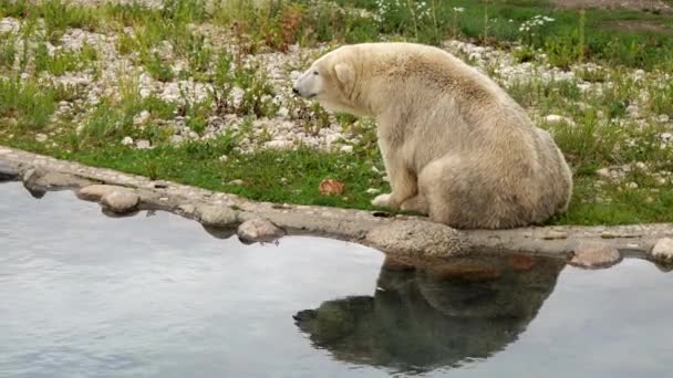 Biały niedźwiedź polarny siedzi w pobliżu stawu — Wideo stockowe
