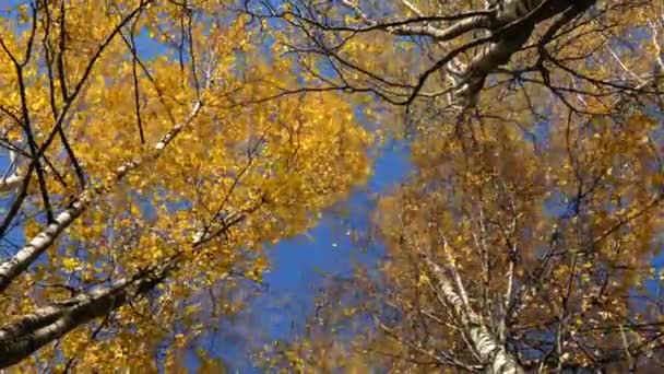 Autumn birch trees upward view in calm sunny weather — Stock Video