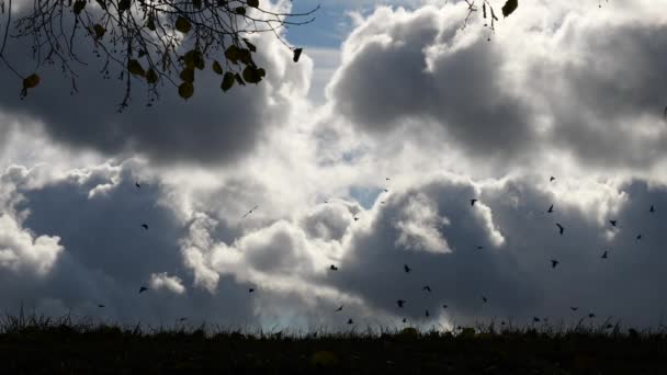 Grupo de corvos voando alto no céu — Vídeo de Stock
