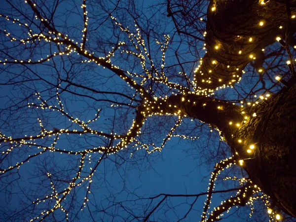 Nachts in Lichter gehüllter Baum. Weihnachtsbeleuchtung im Freien. — Stockfoto