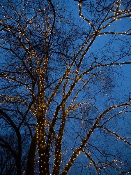 Дерево, завернутое в огни ночью. Рождественские огни. — стоковое фото