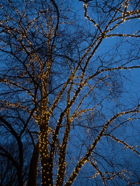 Éjszaka fénybe burkolózott fa. Karácsonyi szabadtéri fények. Stock Fotó