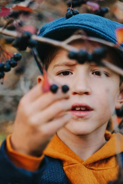 Boğaz çileği toplayan bir çocuğun yakın portresi. — Stok fotoğraf