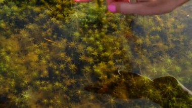 Sessiz gölün sakin su yüzeyine bir kadın eli değdi. Doğayla bağlantı. 