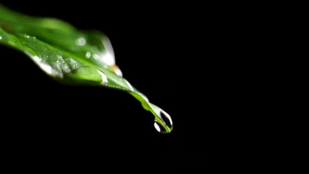 黑色背景下绿色咖啡叶上流动水滴的闭合视图 — 图库视频影像