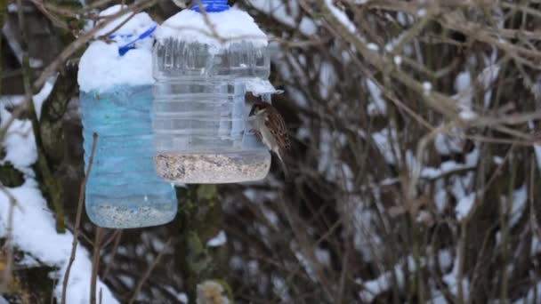 Sparrow come de um alimentador de aves pendurado. — Vídeo de Stock