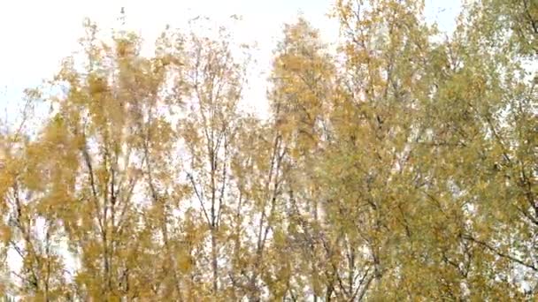Жовте осіннє листя, що падає з березових дерев — стокове відео