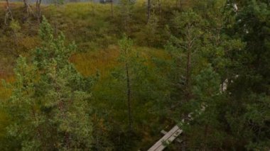 Bataklık bataklıklarında güneşli bir gün Tahta tahta kaldırım patikasıyla 