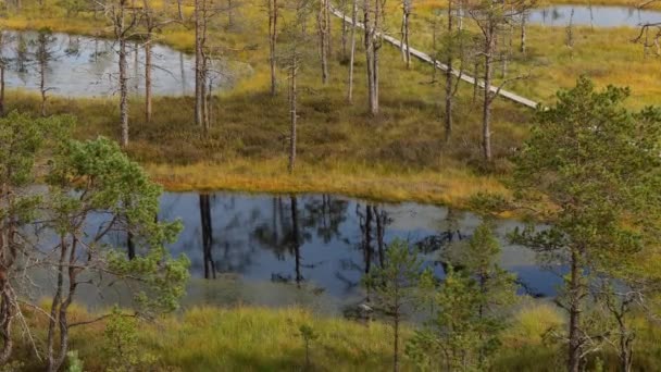 Journée ensoleillée dans le marais des tourbières avec sentier de randonnée en bois — Video
