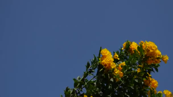 Žlutý trumpetbush nebo žluté zvony, Tecoma páchne — Stock video