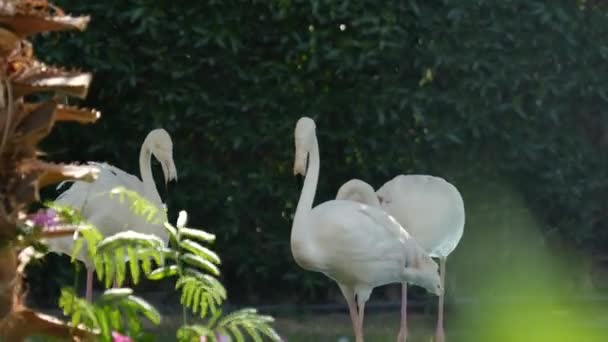Białe flamingi stojące w ogrodzie — Wideo stockowe