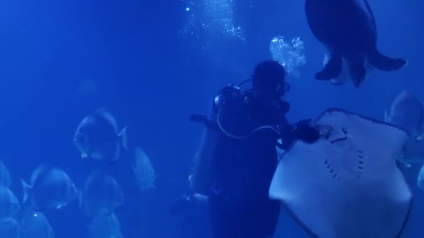 Duiker Voeden Stingray in blauw diep aquarium — Stockvideo