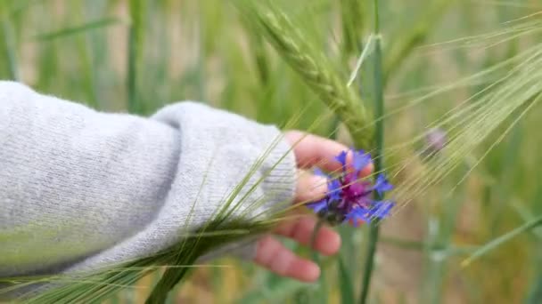 Little baby child fingers touching flower in the field — Stockvideo