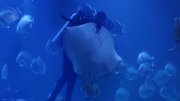 Дайвер кормит ската в синем глубоком аквариуме — стоковое видео