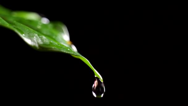 Widok z bliska spadających kropel wody na zielony liść kawy — Wideo stockowe