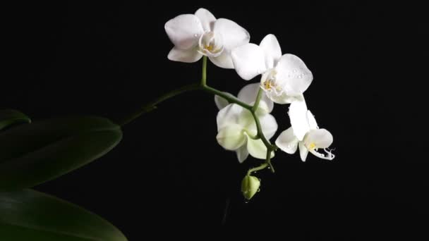 Gocce che cadono sul orchid di phalaenopsis su fondo nero — Video Stock