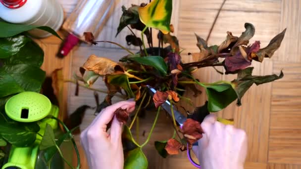 Woman hands removing dried leaves of a green plant in a pot. — Video