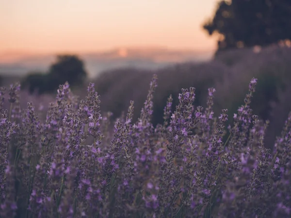 Lavanta tarlası, gün batımı zamanı, yaz mevsimi