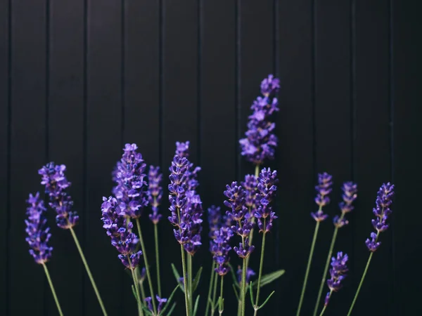 검은 나무 배경에 있는 라벤더 자주색 꽃 — 스톡 사진