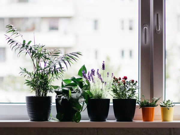 Planting house flowers on windowsill near open window — Stock Photo, Image