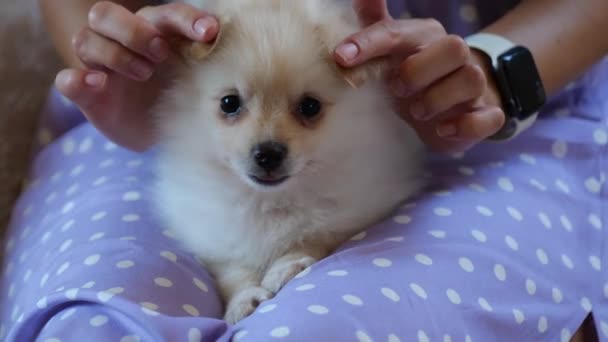 Bonito pomerano bebê spitz no mulheres joelhos — Vídeo de Stock