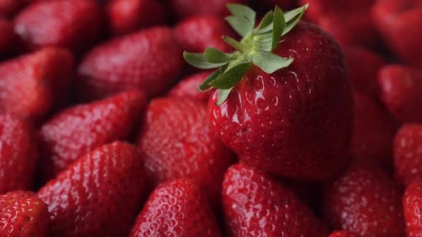 Köstliche Große Reife Rote Erdbeeren Wechsel Eine Beere Auf Der — Stockvideo