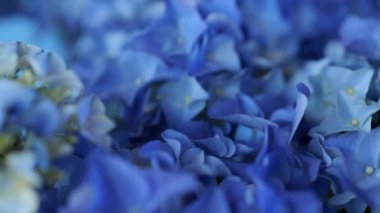 Güzel mavi ortanca ya da Hortensiya çiçeği, yakın çekim. Çiçek açan çalılığın farklı kısımlarına odaklan