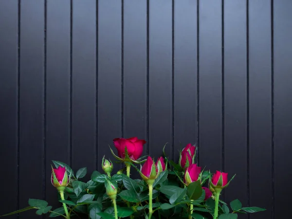Маленькая Красная Роза Розовыми Бутонами Черном Фоне Декор Дома — стоковое фото
