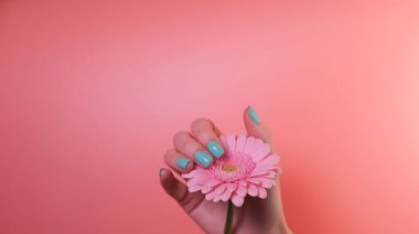 Simple turquoise gel nail design. closeup of female hand touching pink gerber flower on pink background