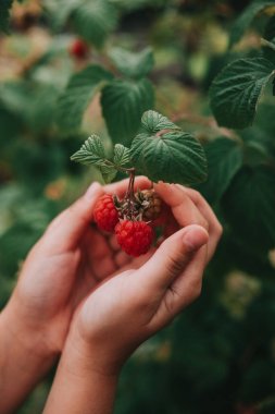 Child hands holding fresh red raspberries on a branch. Fresh harvest. Healthy eating. Natural sweets.