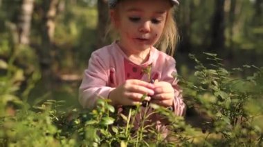 Adorable little girl collecting and eating ripe blueberries from bush in forest. Healthy eating, natural sweets