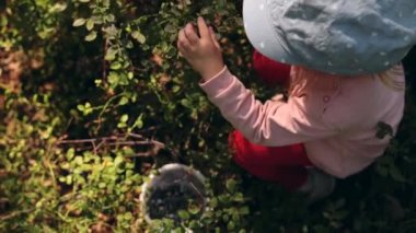 Adorable little girl collecting and eating ripe blueberries from bush in forest. Healthy eating, natural sweets. High angle view.