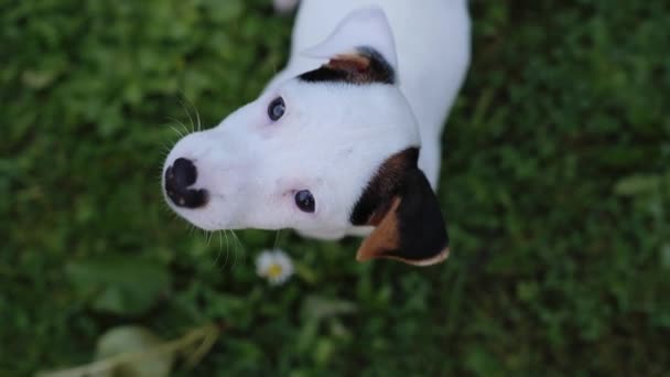 Portrait Adorable Dog Jack Russell Terrier Puppy Grass Background Looking — Stock video