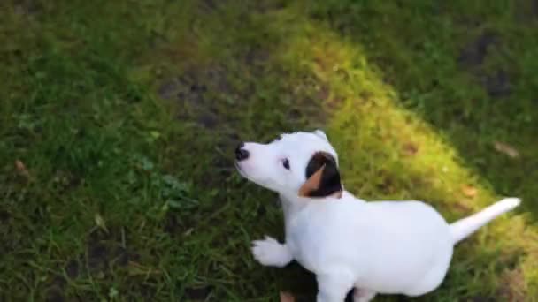 Funny Adorable Dog Jack Russell Terrier Puppy Jumping Grass Outdoors — 비디오