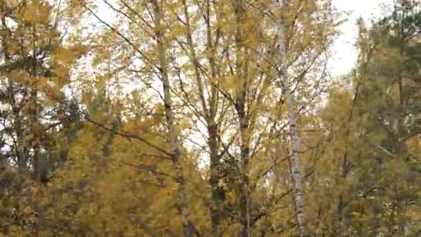 Gele Herfstbladeren Die Van Berkenbomen Het Bos Vallen — Stockvideo