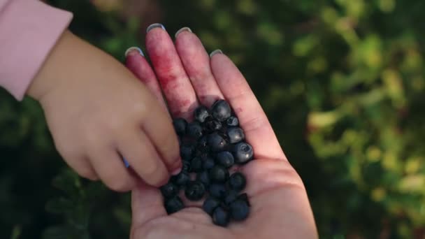 Closeup Child Hand Take Blueberry Womans Hand Collecting Berries Forest — Stockvideo
