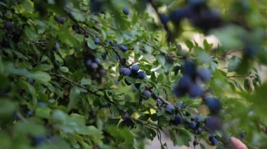 Closeup view of woman harvesting ripe small plums from the plum tree. 