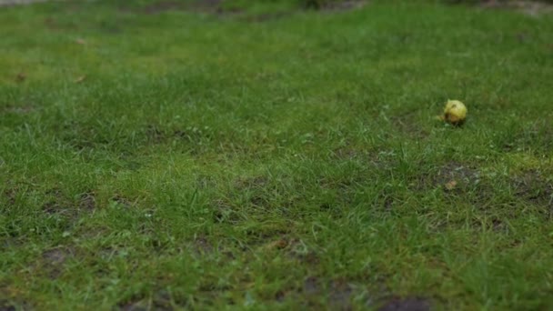 Portrait Adorable Dog Jack Russell Terrier Puppy Running Green Apple — Vídeos de Stock