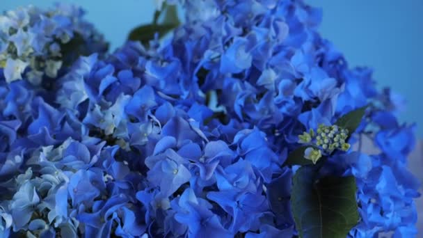 Beautiful Blue Hydrangea Hortensia Flower Closeup View Rotating Flower Blue — Video