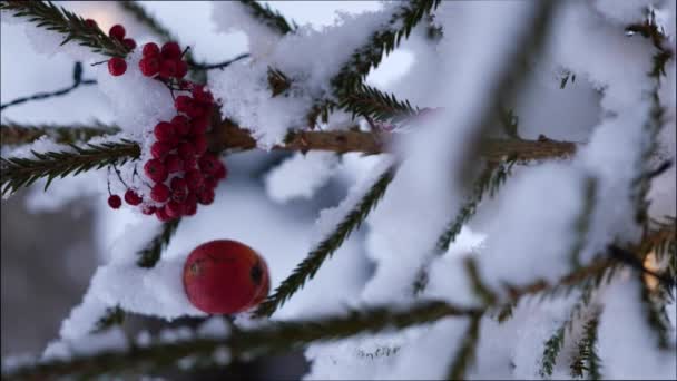 雪の日に庭のアウトドアで雪の下でクリスマスツリーを飾る 新年とクリスマスの休日 垂直ビデオ — ストック動画