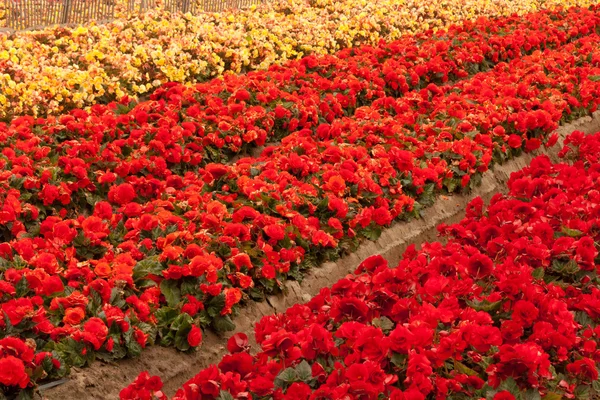 Campo de flores — Foto de Stock