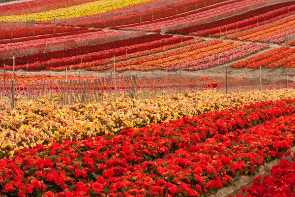 Flower Field Stock Image