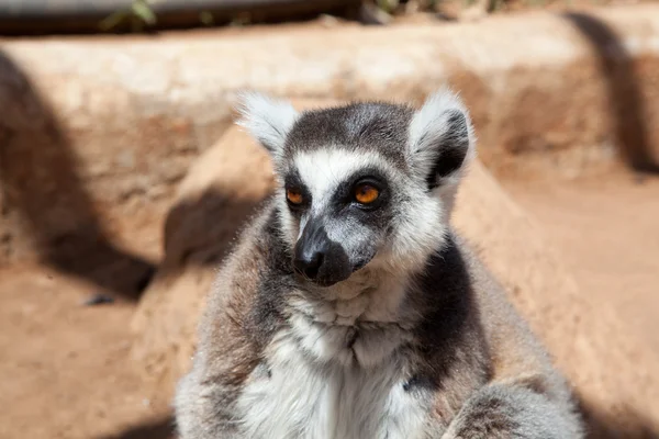 Aap lemur — Stockfoto