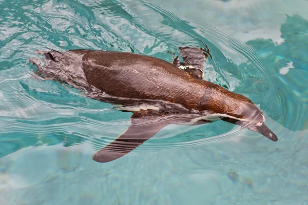 Pingüino de Humboldt — Foto de Stock