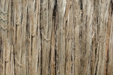 Çiğ jüt lifinin yakın görüntüsü. Çürümüş kenevir suyla yıkanır ve güneşte kurur. Kahverengi jüt fiber dokusu ve ayrıntılı arkaplan.